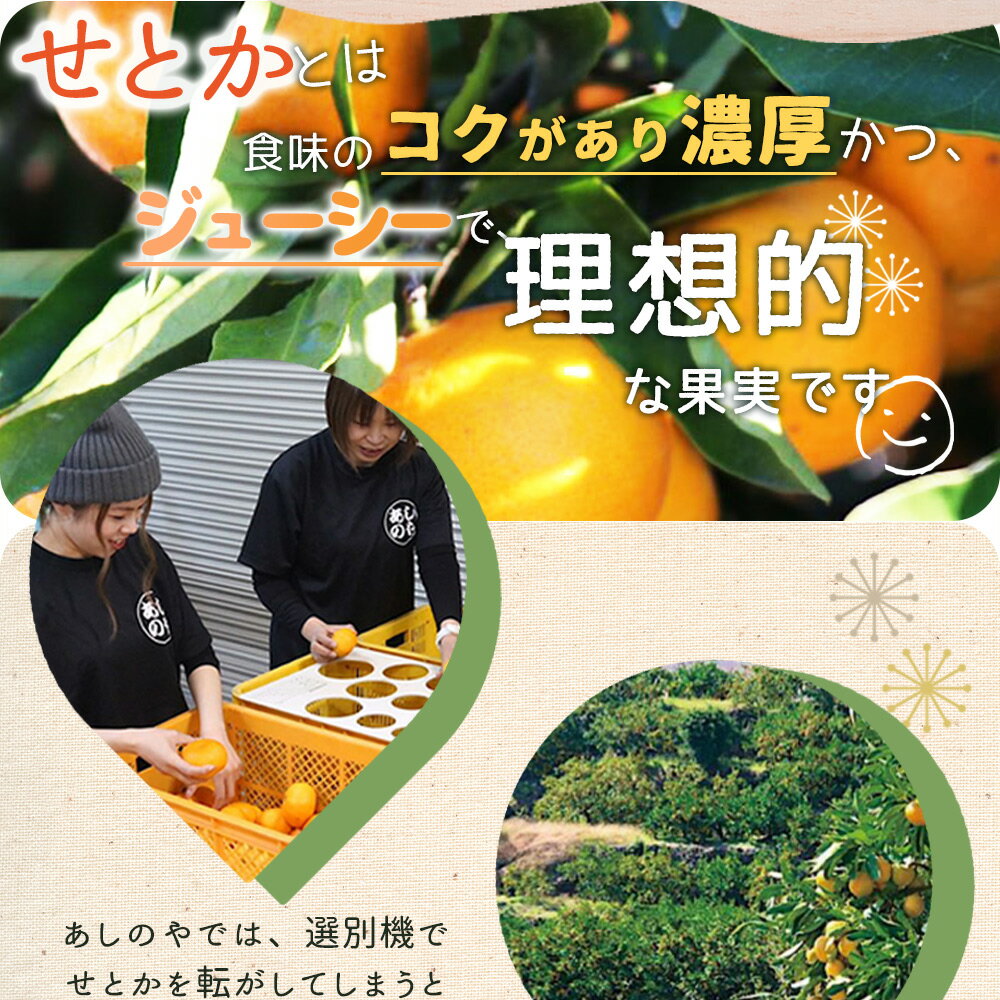 【ふるさと納税】【2026年先行予約】湯浅町産 せとか 11～15玉 (M～2Lサイズ混合) 化粧箱入り 秀品 【まごころ手選別】 【ミカン 蜜柑 春みかん 柑橘 和歌山 有田】