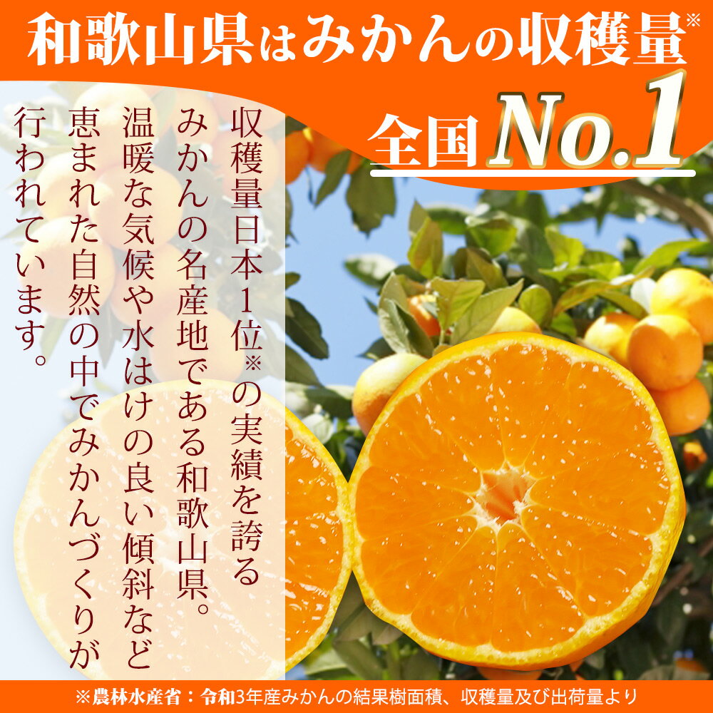 【ふるさと納税】【先行予約】【ご家庭用】有田みかん約10kg(M、Lサイズ)【湯浅町】【ミカン 蜜柑 柑橘 温州みかん 有田みかん 和歌山】