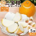 【ふるさと納税】【先行予約】【ギフト用】まるごと 三宝柑 シャーベット 5個 セット