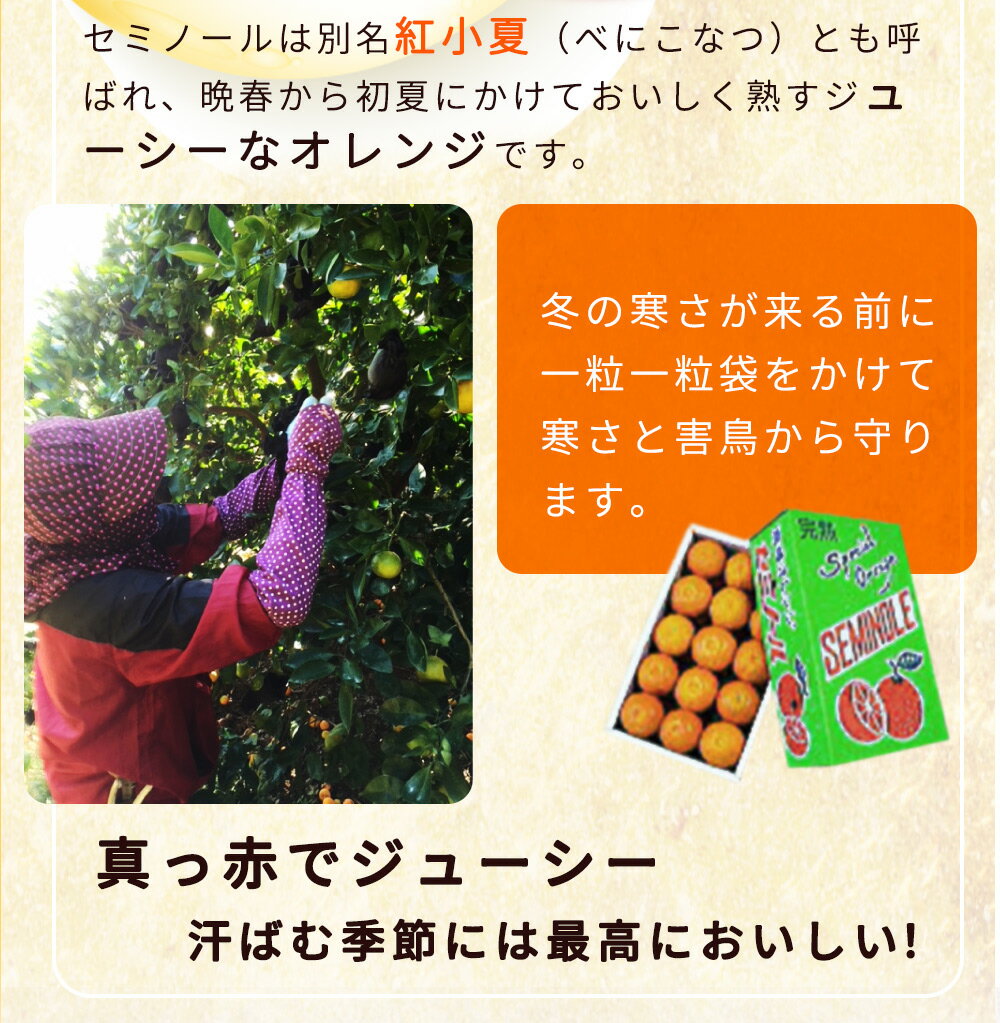 【ふるさと納税】【先行予約】とってもジューシー！ セミノール 5kg【ミカン 蜜柑 春みかん 柑橘 オレンジ】