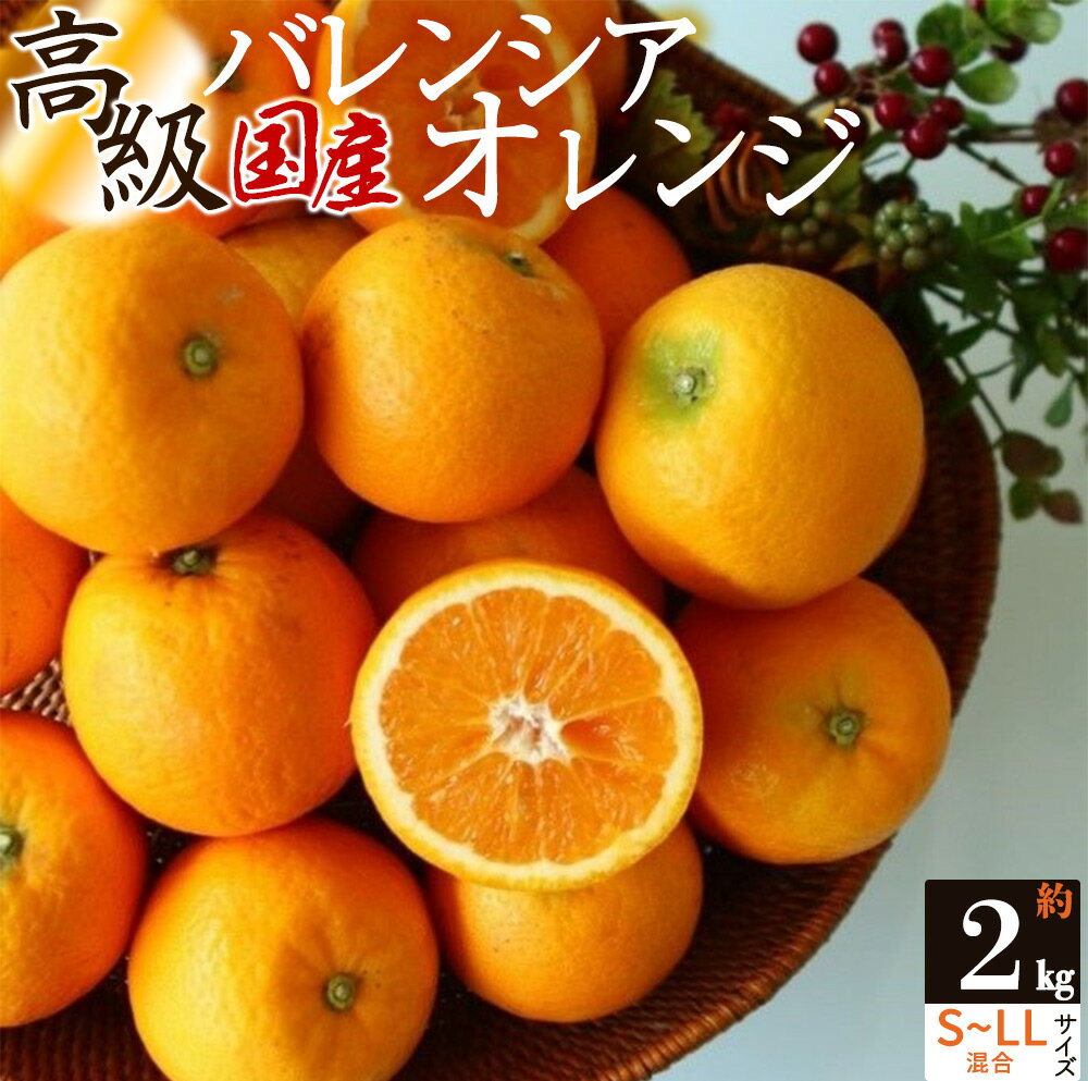 【ふるさと納税】【先行予約】主井農園 高級 国産 バレンシアオレンジ 2kg サイズ混合【国産オレンジ オレンジ 柑橘 フルーツ 和歌山】