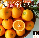 【ふるさと納税】【先行予約】主井農園 高級 国産 バレンシアオレンジ 1kg 【国産オレンジ オレンジ 柑橘 フルーツ 和歌山】