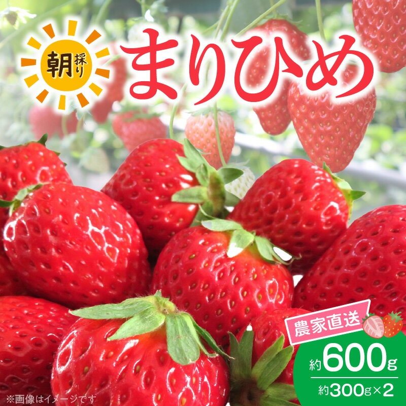 【ふるさと納税】朝摘み 完熟 まりひめ いちご 約300g×2パック (合計約600g)のサムネイル
