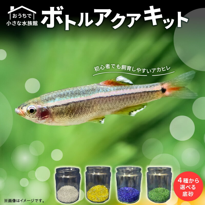 [限定] おうちで小さな水族館♪ ボトルアクア キット