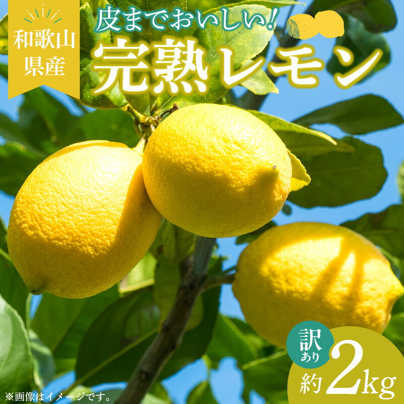 [訳あり・ご家庭用]完熟 レモン 2kg 皮まで使用可能(栽培期間中農薬不使用)