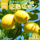 【ふるさと納税】【訳あり・ご家庭用】完熟 レモン 10kg 皮まで使用可能(栽培期間中農薬不使用)