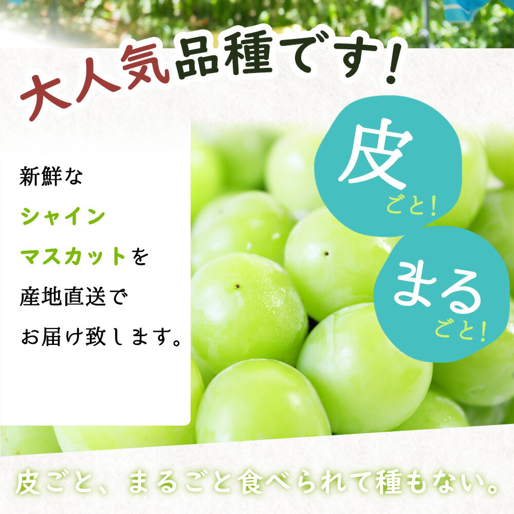 【ふるさと納税】紀州和歌山産シャインマスカット 約2kg