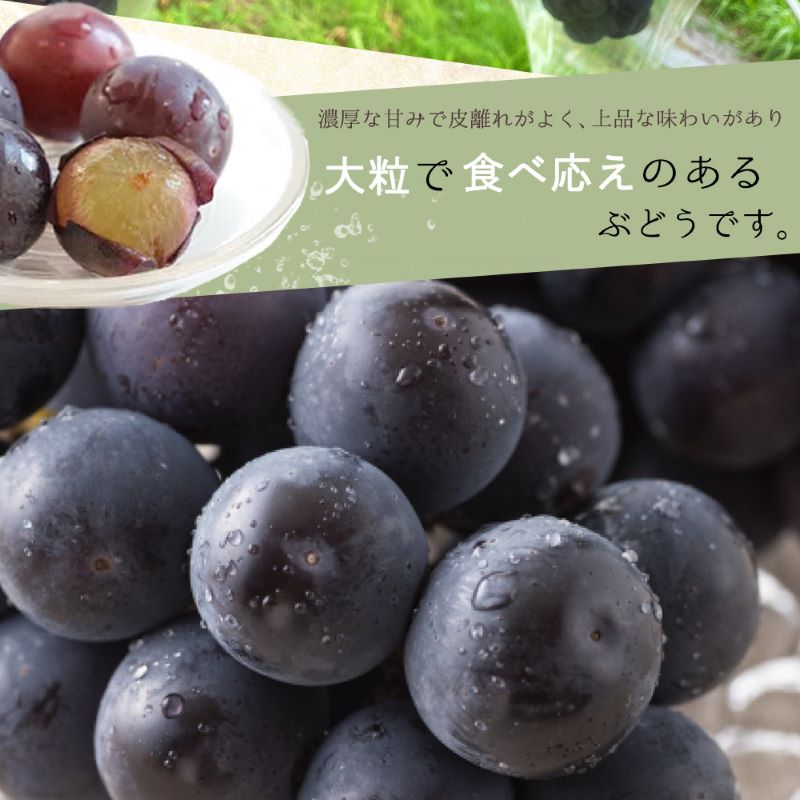 【ふるさと納税】旬のフルーツセット 11月号【11月より発送開始】 田舎の頑固おやじが厳選！