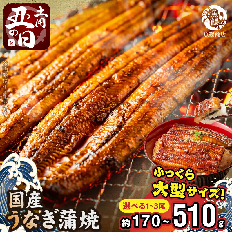 大型サイズ ふっくら柔らか 国産うなぎ 蒲焼き 化粧箱入 選べる 容量 発送時期 170g~510g 1尾~3尾 超最速便 7日以内発送 土用の丑の日 お取り寄せ お取り寄せグルメ 和歌山県 湯浅町 送料無料