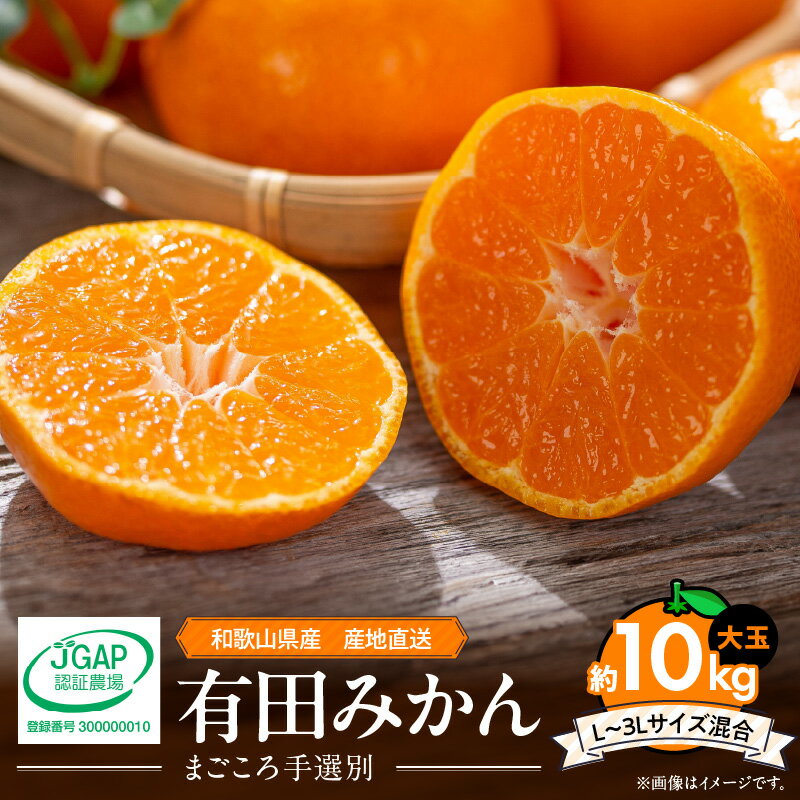 [2025年先行予約]和歌山県産 有田みかん 10kg 大玉 (L〜3Lサイズ混合)[まごころ手選別][ミカン 蜜柑 温州みかん 柑橘 和歌山 大粒]