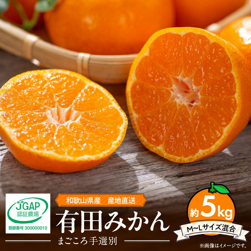 【ふるさと納税】【2025年先行予約】【限定】 和歌山県産 有田みかん 5kg (M~Lサイズ混合)【まごころ手選別】【ミカン 蜜柑 温州みかん 柑橘 和歌山】