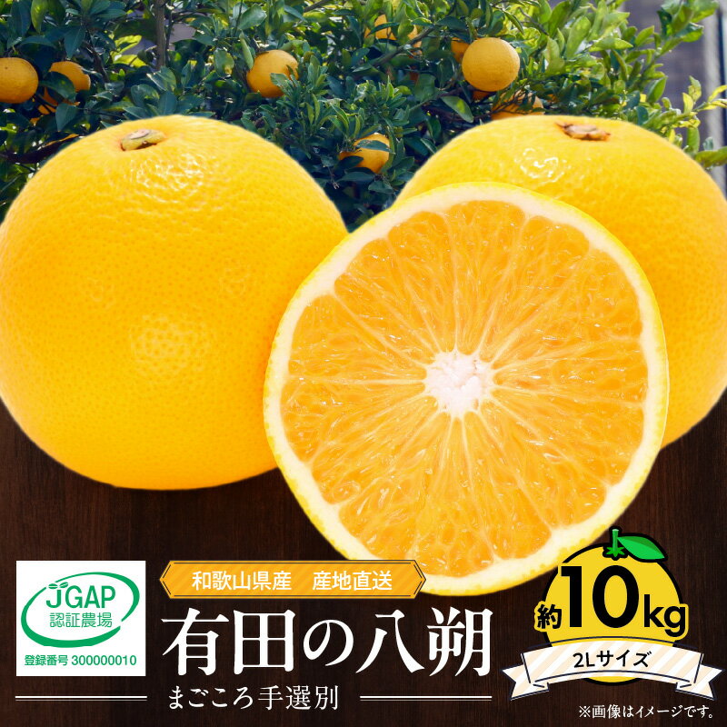 【ふるさと納税】和歌山県産 有田の 八朔 (はっさく) 10kg 2Lサイズ【まごころ手選別】【はっさく ハッサク 八朔 和歌山産】のサムネイル