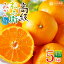 【ふるさと納税】【限定】 主井農園 高級 松兵衛みかん 5kg (青秀 S~Lサイズ おまかせ)【ミカン 蜜柑 ..