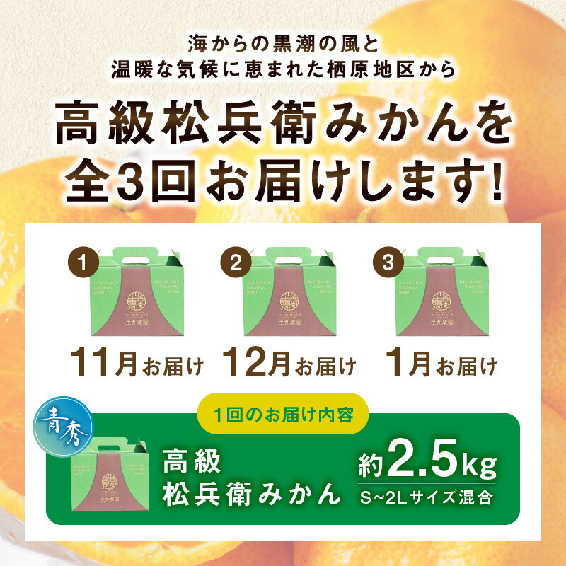 【ふるさと納税】高級松兵衛みかん定期便 【3回定期便】