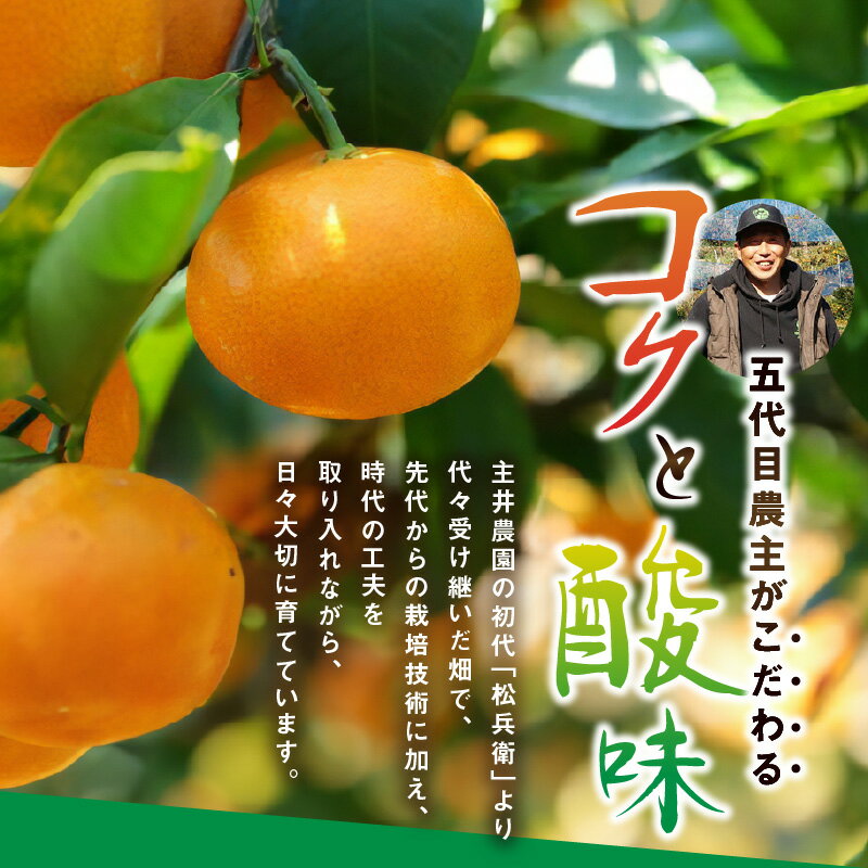 【ふるさと納税】高級松兵衛みかん定期便 【3回定期便】