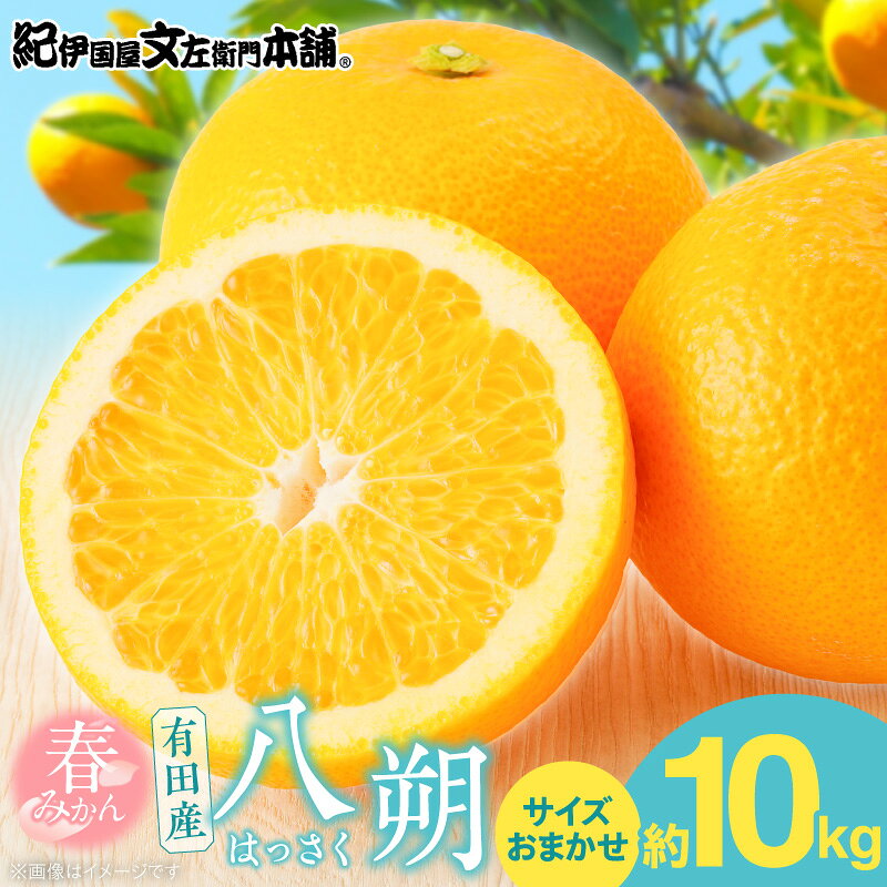 【2027年先行予約】八朔 はっさく 約10kg 和歌山県有田産 春みかん (果実サイズおまかせ) 春みかん 紀伊国屋文左衛門本舗 ※お届け日指定不可