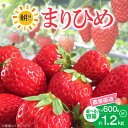 【ふるさと納税】【2026年先行予約】高評価★4.67 朝摘み 完熟 まりひめ いちご 選べる 容量 約600g 約1200g 章姫 さちのか 交配 和歌山県オリジナル 品種 芳醇 香り みずみずしい 濃厚 甘み 農家直送 フルーツ 果物 お取り寄せ お取り寄せフルーツ 和歌山県 湯浅町 送料無料