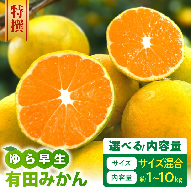 【ふるさと納税】【限定】 【2025年先行予約】 特撰 ゆら早生 有田みかん サイズ混合 選べる 内容量 1kg ～ 10kg 人気品種 みかん 甘酸っぱい 初秋 路地みかん 早生 こだわり農法 フルーツ 果実 果物 デザート お取り寄せ 和歌山県 湯浅町 送料無料