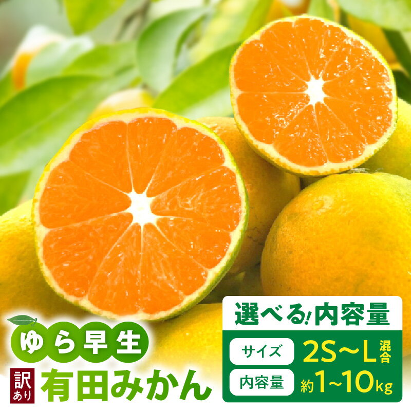 和歌山県産 みかん 10kg 秀品 Lサイズ 送料込み！