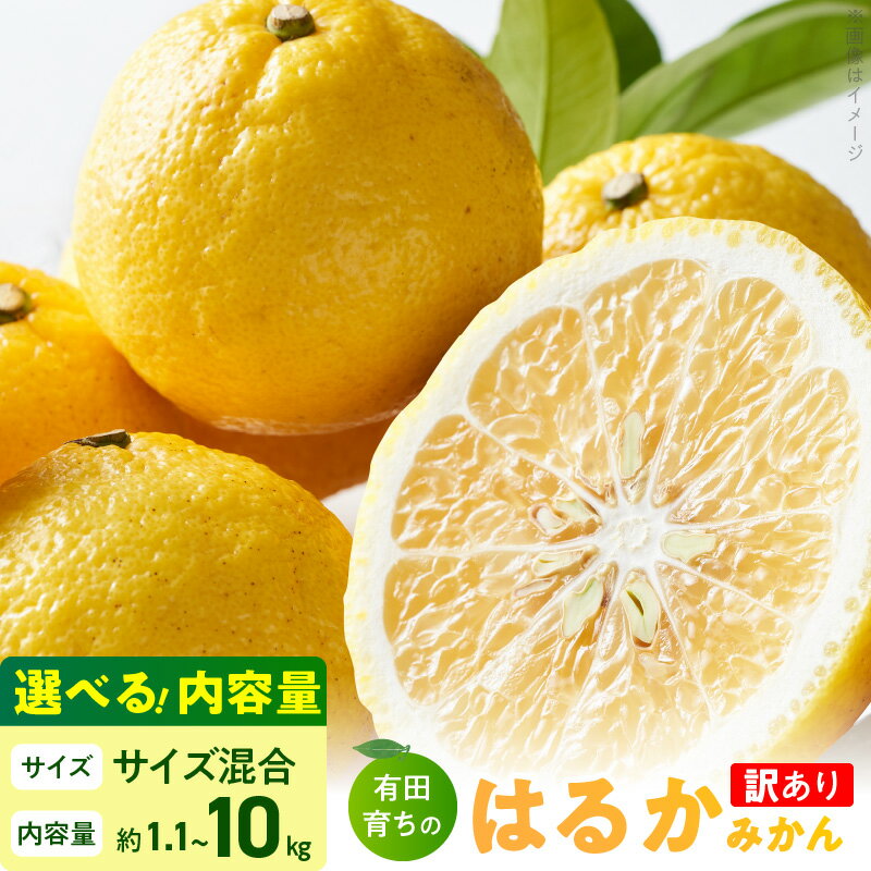 [限定] [2026年先行予約][人気柑橘]有田育ちの はるか みかん [訳あり 家庭用] 選べる 内容量 1.1kg 〜10kg (サイズ混合)[ミカン 蜜柑 春みかん 柑橘 和歌山 有田 日向夏]