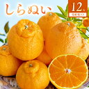【ふるさと納税】【2026年先行受付】 しらぬい (デコポン) 化粧箱 12玉入り ※着日指定不可(4)