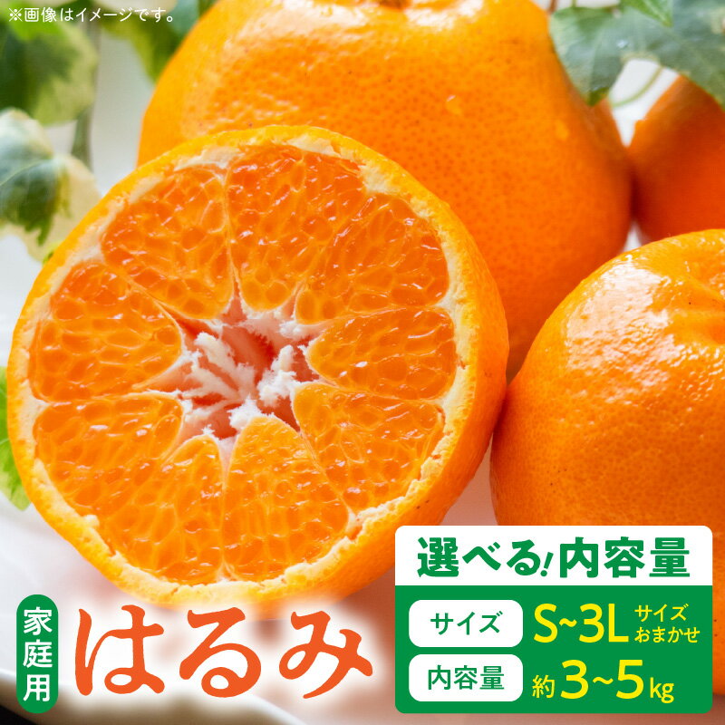 [限定][2026年先行予約] ご家庭用 はるみ 和歌山 有田 S〜3Lサイズ 大きさお任せ 選べる 内容量 3kg 〜 5kg 和歌山県 湯浅町 送料無料