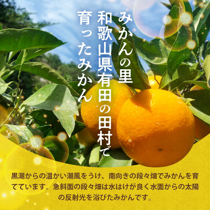 【ふるさと納税】【2025年先行予約】 天の恵み 温州みかん 大玉5kg【ミカン 蜜柑 柑橘 温州みかん 和歌山】