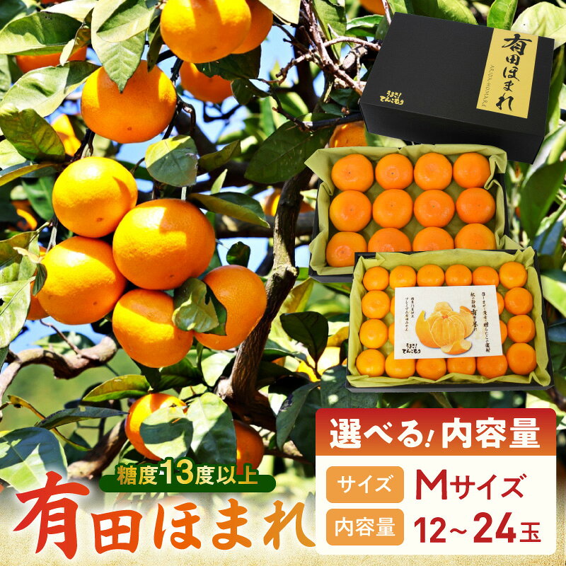 高糖度 13度 以上 有田ほまれ Mサイズ 選べる 容量 12玉 24玉 和歌山県産 国産 有田みかん 光センサー選別 酸味 オリジナル 化粧箱 みかん 温州みかん 柑橘 フルーツ 果物 果実 デザート お取り寄せ お取り寄せフルーツ 和歌山県 湯浅町 送料無料