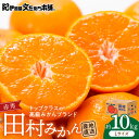 【ふるさと納税】田村みかん/特選ギフト品10kg【Lサイズ】赤秀/紀州和歌山有田郡湯浅町田村地区産/最高級プレミアムブランドの田村ミカン/紀伊国屋文左衛門本舗(お届け日指定不可)(4)