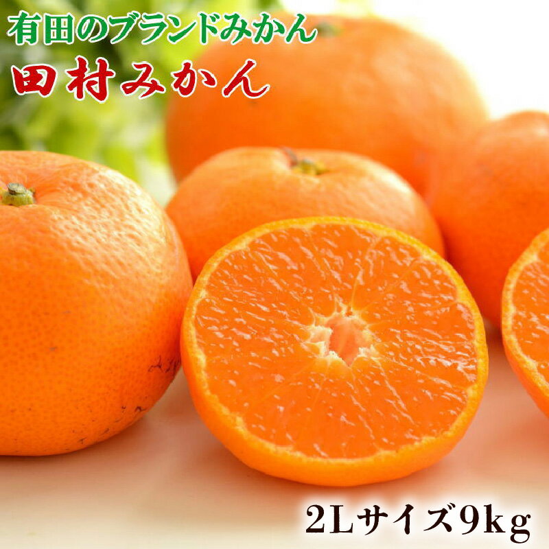 [限定] 数量限定 [ブランドみかん] 田村みかん 約9kg (2Lサイズ) [みかん/和歌山県湯浅町]