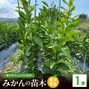 【ふるさと納税】苗木 みかん 2年生【宮川早生】 1本セット【果樹 柑橘類 苗物】