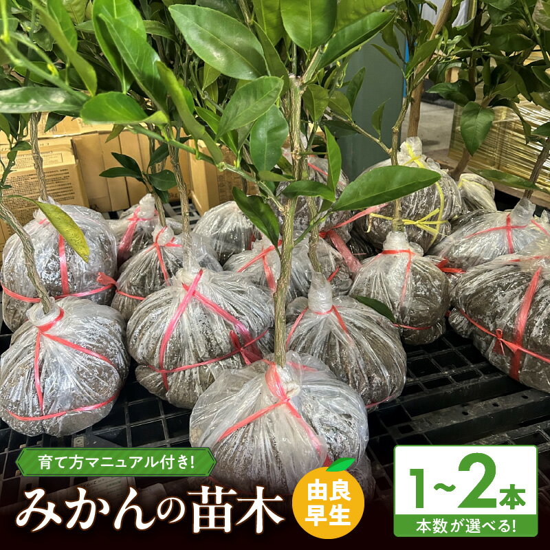 [2026年先行予約] みかん 苗木 由良早生 選べる 本数 1本 2本 育て方 マニュアル 説明書 付き 和歌山 有名 有田みかん 苗 早生みかん 育てやすい 豊産性 高い 品種 収穫まで 1〜2年 11月中 収穫 糖度 11 〜 13度 甘い おいしい 作りやすい 庭植え 和歌山県