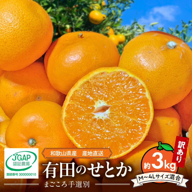 【ふるさと納税】【2026年先行予約】 【まごころ手選別】 せとか 約3kg 家庭用 訳あり Mサイズ ～ 4Lサイズ サイズ混合 コク 濃厚 ジューシー 理想的 果実 ひとつずつ 手選別 みかん 柑橘 フルーツ 果物 デザート お取り寄せ 和歌山県 湯浅町 送料無料