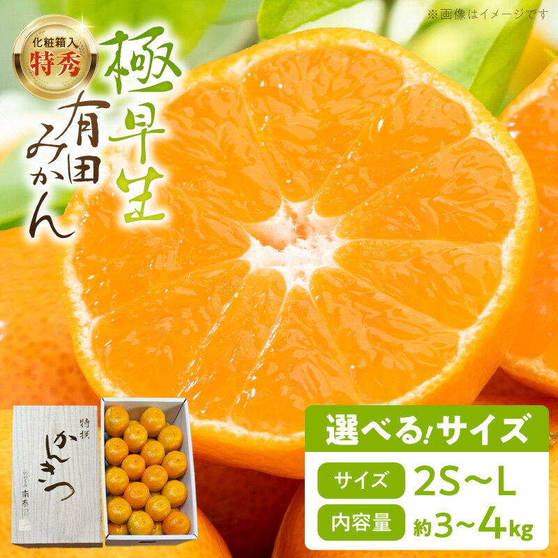 極早生 有田みかん 特秀 選べる 容量 3kg 〜 4kg サイズ 2S 〜 Lサイズ 化粧箱 贈答用 ギフト用 みかん 柑橘 温州みかん 和歌山 有田 果物 フルーツ 和歌山県産 柑橘専業農家 南泰園 手選別 マルチ栽培 和歌山県 湯浅町 お取り寄せ 送料無料