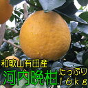 【ふるさと納税】有田育ちの河内晩柑 16kg【お届け日指定不...