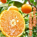 【ふるさと納税】幻のみかん なつみ 5kg