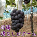 【ふるさと納税】特撰 種なしピオーネ 2kg ◆2019年8...