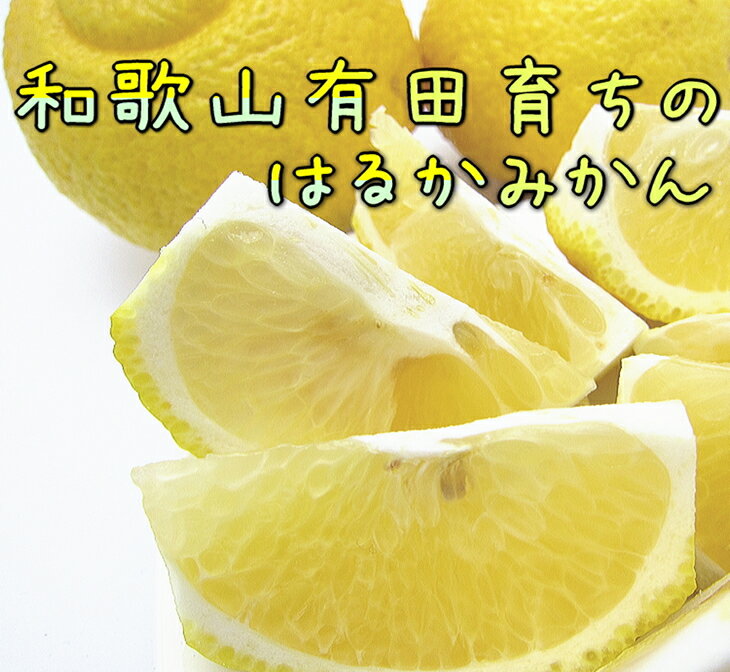 【ふるさと納税】【先行予約】【人気柑橘】有田育ちの はるか みかん 【訳あり 家庭用】 7.5kg【ミカン 蜜柑 春みかん 柑橘 和歌山 有田 日向夏】