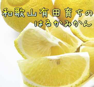 【ふるさと納税】有田育ちのはるかみかん　15kg（7．5kg×2箱）※平成31年2月上旬頃〜順次発送予定※沖縄地域へのお届け不可　◆