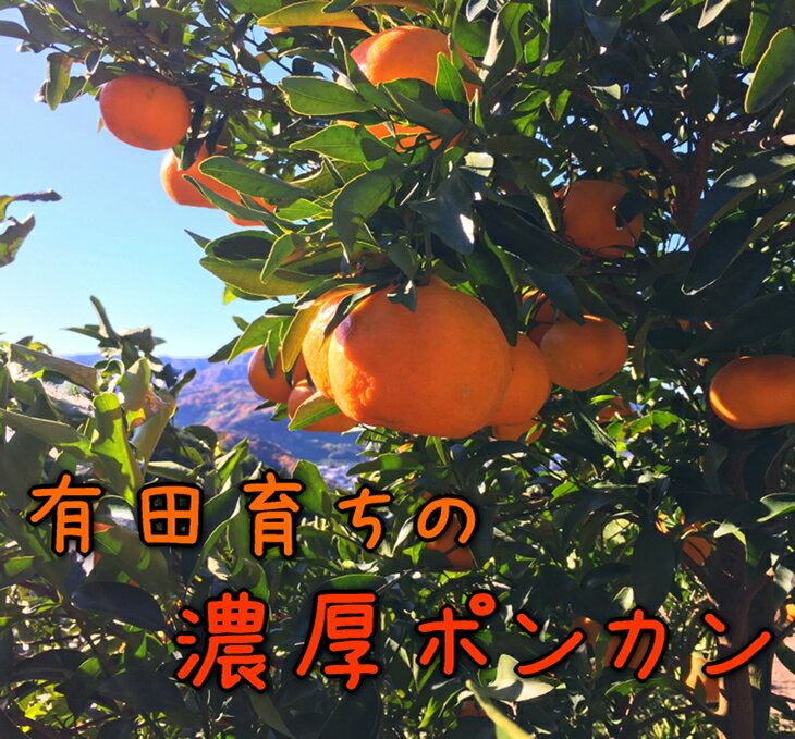 【ふるさと納税】【極甘柑橘】有田育ちの濃厚ポンカン(ご家庭用) 約5kg