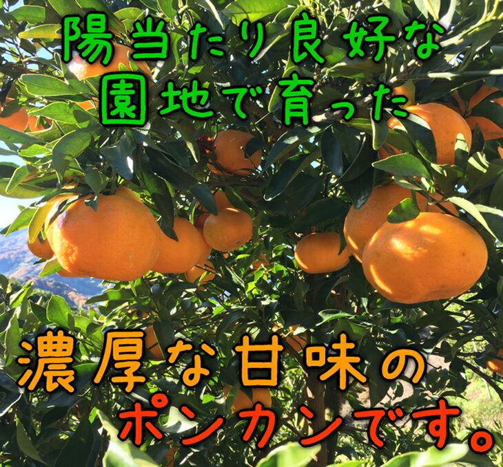 【ふるさと納税】【極甘柑橘】有田育ちの 濃厚 ポンカン 【訳あり 家庭用】3kg (サイズ混合)【ぽんかん 柑橘 フルーツ 和歌山 有田】