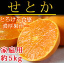 【ふるさと納税】■とろける食感!柑橘の大トロ せとか 約5k...