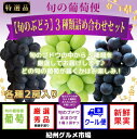 【ふるさと納税】【旬のぶどう】3種類詰め合わせセット 【紀州...