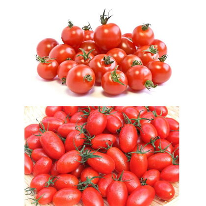 和歌山県産 完熟ミニトマト(アイコまたはキャロル7) 約2kg※2019年2月頃より順次発送予定