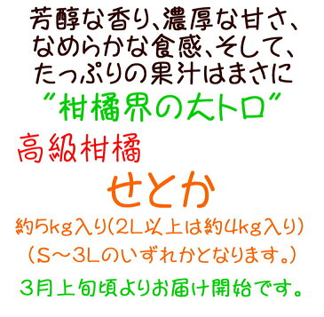 【ふるさと納税】柑橘の王様　せとか※3月上旬頃〜3月下旬頃に順次発送予定※沖縄地域へのお届け不可