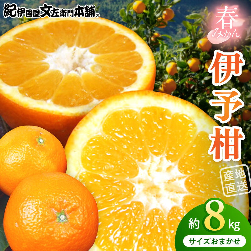 【2027年先行予約】伊予柑 (いよかん) 約8kg 和歌山県有田産 春みかん (果実サイズおまかせ) 春みかん 紀伊国屋文左衛門本舗