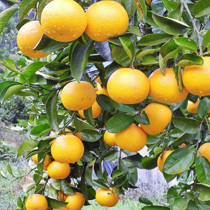 【ふるさと納税】【2026年先行予約】木成り八朔 秀品 約10kg Lサイズ 和歌山県有田産【はっさく ハッサク 八朔 和歌山】