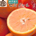 家庭用 セミノールオレンジ　※2024年4月上旬頃～5月下旬頃に順次発送予定 ※北海道・沖縄・離島への配送不可 //hassaku