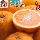 【ふるさと納税】家庭用 甘夏柑【初夏のみかん・旬の果物】【有田産】【光センサー食べ頃出荷】【わけあり】 ※4月上旬〜6月下旬ごろに順次発送予定 ※北海道・沖縄・...