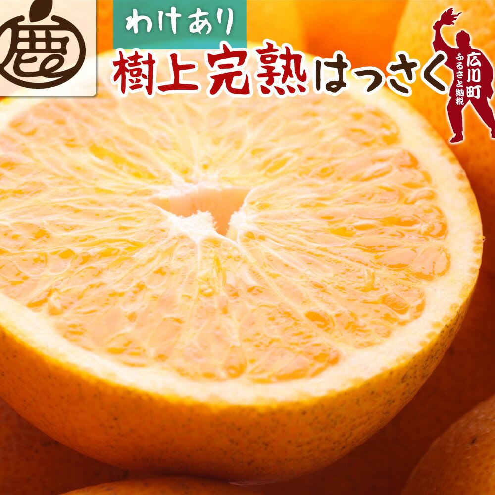 16位! 口コミ数「2件」評価「5」＜4月より発送＞家庭用 樹上完熟はっさく【有田の春みかん・五月八朔・木生りはっさく】【光センサー選別】【訳あり・わけあり】 ※2024年4月･･･ 